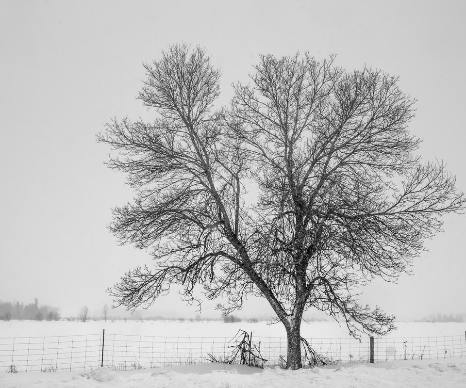 Обои снег, дерево, зима, туман, забор, холод, изгородь,     дерево, snow, tree, winter, fog, the fence, cold, fence разрешение 2048x1365 Загрузить