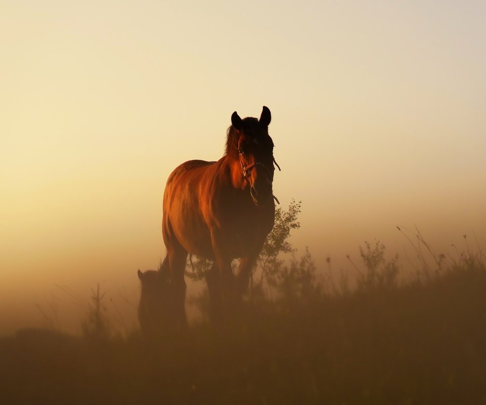 Обои лошадь, трава, закат, кони, конь, dusk, растительность, полумрак, возвышенность, horse, grass, sunset, horses, vegetation, twilight, hill разрешение 2048x1365 Загрузить