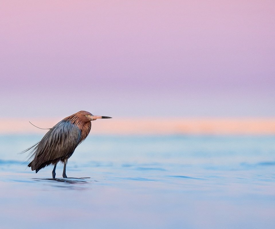 Обои озеро, закат, птица, сумерки, дикая природа, цапля, dusk, лейка, полумрак, egret, lake, sunset, bird, twilight, wildlife, heron разрешение 2091x1080 Загрузить