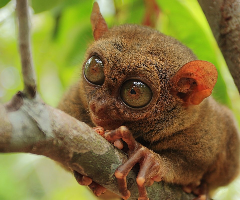 Обои природа, макро, примат, долгопят, philippine tarsier, nature, macro, the primacy of, tarsier разрешение 2560x1600 Загрузить