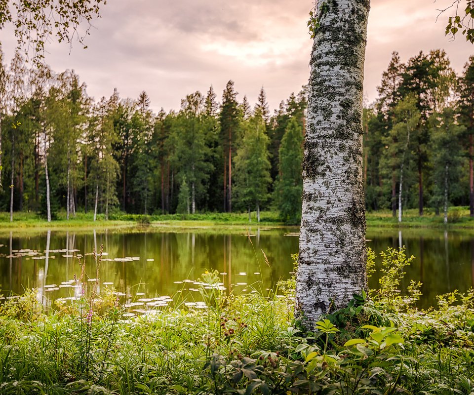 Обои озеро, природа, лес, береза, lake, nature, forest, birch разрешение 1920x1200 Загрузить