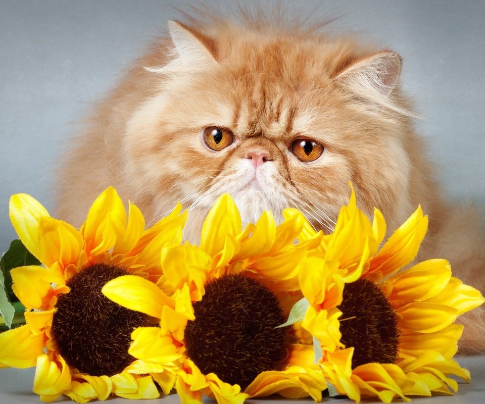 Обои цветы, кот, кошка, взгляд, подсолнухи, киса,  цветы, мнение, flowers, cat, look, sunflowers, kitty, opinion разрешение 2700x1781 Загрузить