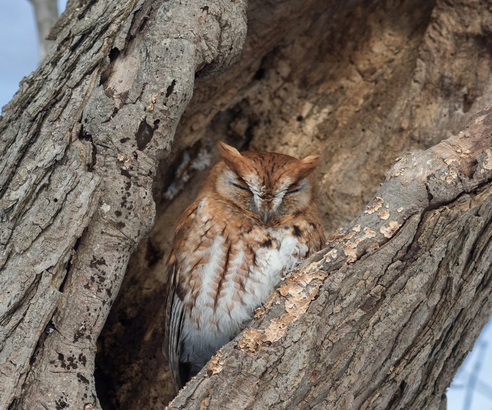 Обои сова, дерево, спит, птица, кора, дупло, owl, tree, sleeping, bird, bark, the hollow разрешение 2047x1270 Загрузить