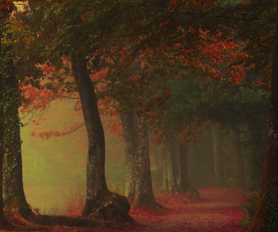 Обои деревья, листья, туман, дорожка, осень, аллея, trees, leaves, fog, track, autumn, alley разрешение 2560x1496 Загрузить