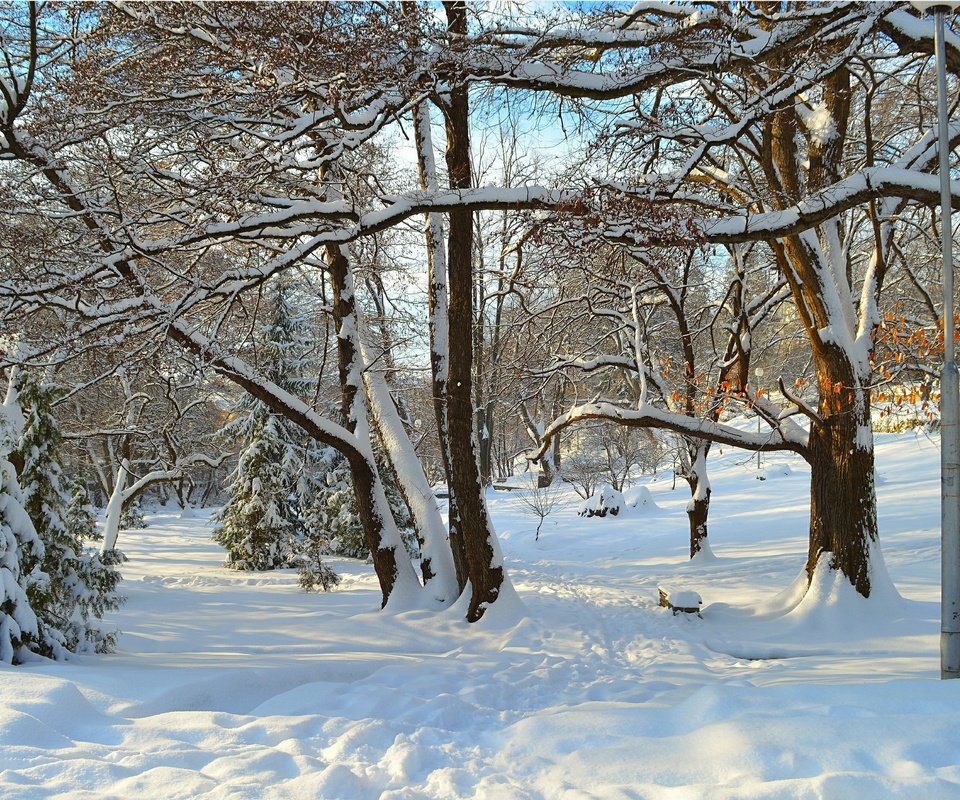 Обои деревья, снег, зима, лучи, парк, деревь, trees, snow, winter, rays, park разрешение 3004x1885 Загрузить