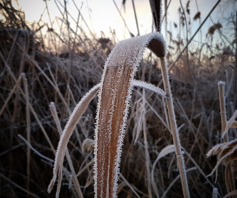 Обои трава, растения, зима, макро, иней, холод, камыш, сухая трава, grass, plants, winter, macro, frost, cold, reed, dry grass разрешение 3024x3024 Загрузить