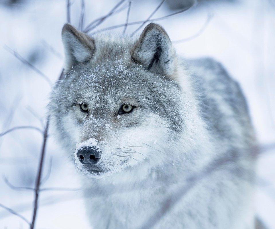 Обои глаза, снег, зима, взгляд, волчица, eyes, snow, winter, look, wolf разрешение 2048x1365 Загрузить