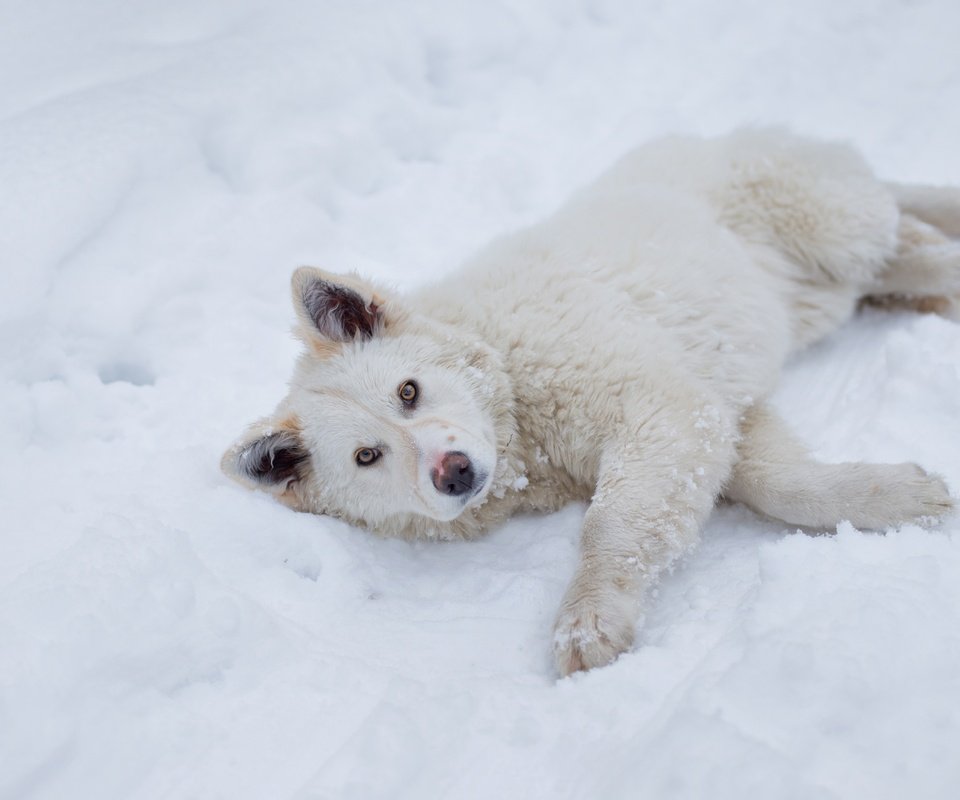 Обои снег, зима, взгляд, пушистый, собака, лежит, песик, snow, winter, look, fluffy, dog, lies, doggie разрешение 5202x3468 Загрузить