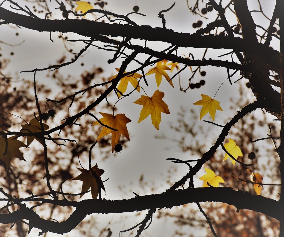 Обои природа, дерево, листья, осень, nature, tree, leaves, autumn разрешение 2560x1707 Загрузить