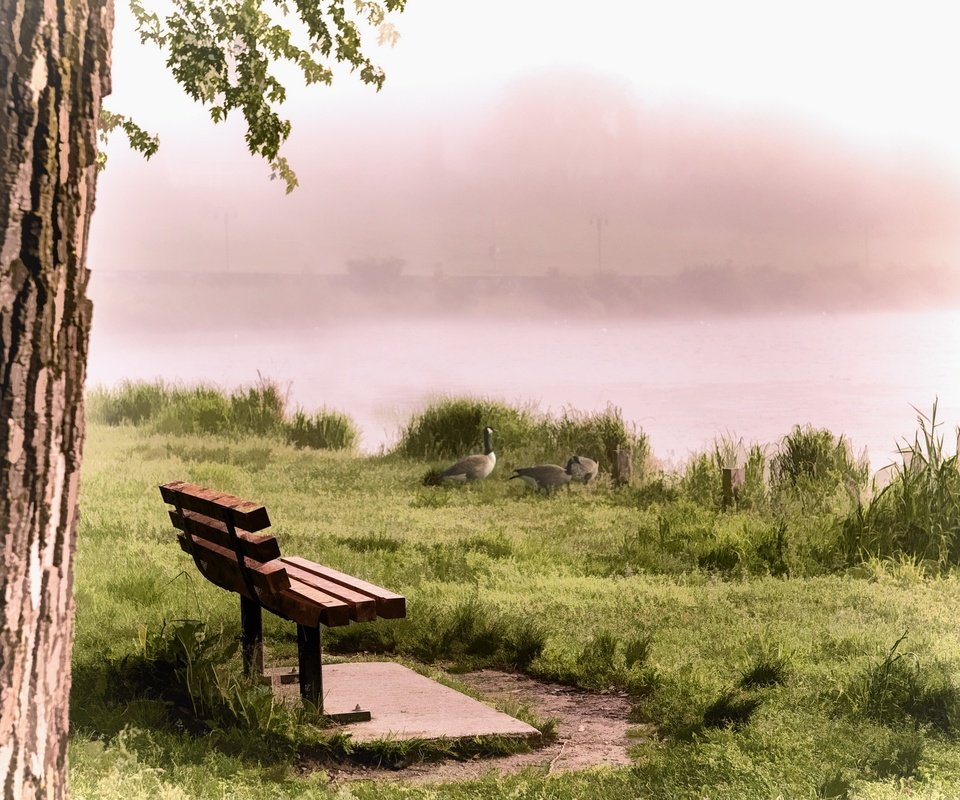 Обои река, туман, птицы, скамья, утки, river, fog, birds, bench, duck разрешение 2560x1540 Загрузить