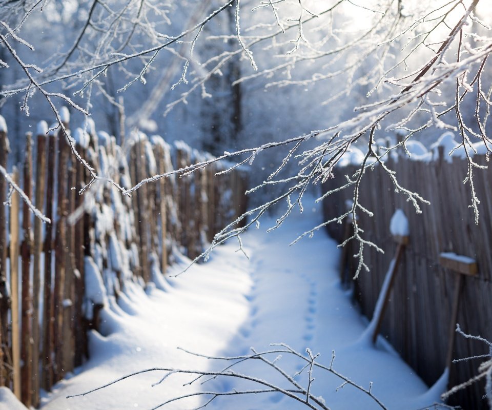 Обои ветка, снег, зима, синий, забор, следы, сугробы, branch, snow, winter, blue, the fence, traces, the snow разрешение 5472x3648 Загрузить