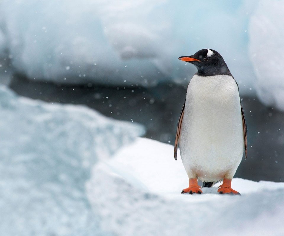 Обои снег, природа, лёд, птица, клюв, остров, пингвин, антарктида, snow, nature, ice, bird, beak, island, penguin, antarctica разрешение 1920x1200 Загрузить