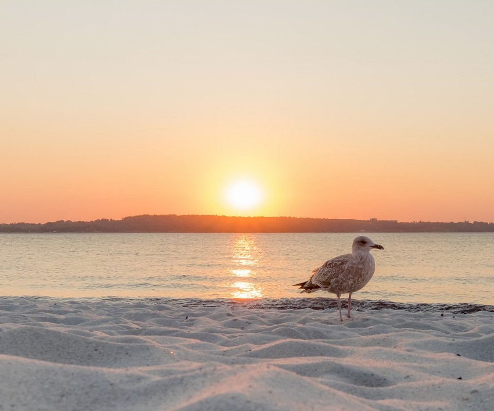 Обои закат, море, чайка, птица, sunset, sea, seagull, bird разрешение 2047x1257 Загрузить