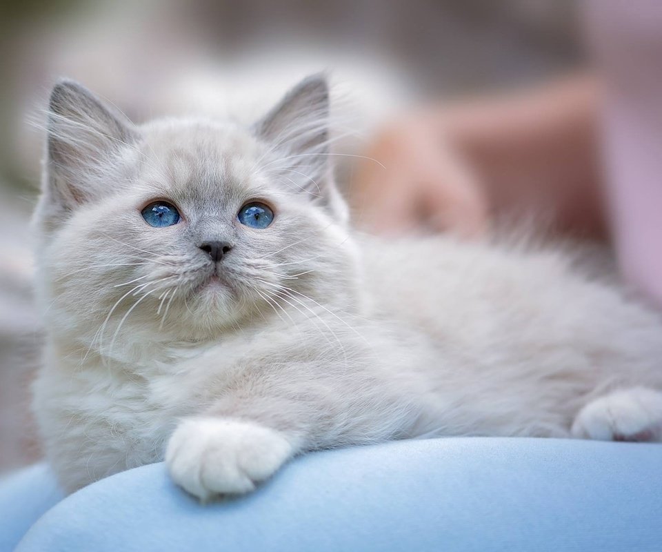 Обои мордочка, усы, лапы, кошка, взгляд, котенок, голубые глаза, рэгдолл, muzzle, mustache, paws, cat, look, kitty, blue eyes, ragdoll разрешение 1920x1260 Загрузить