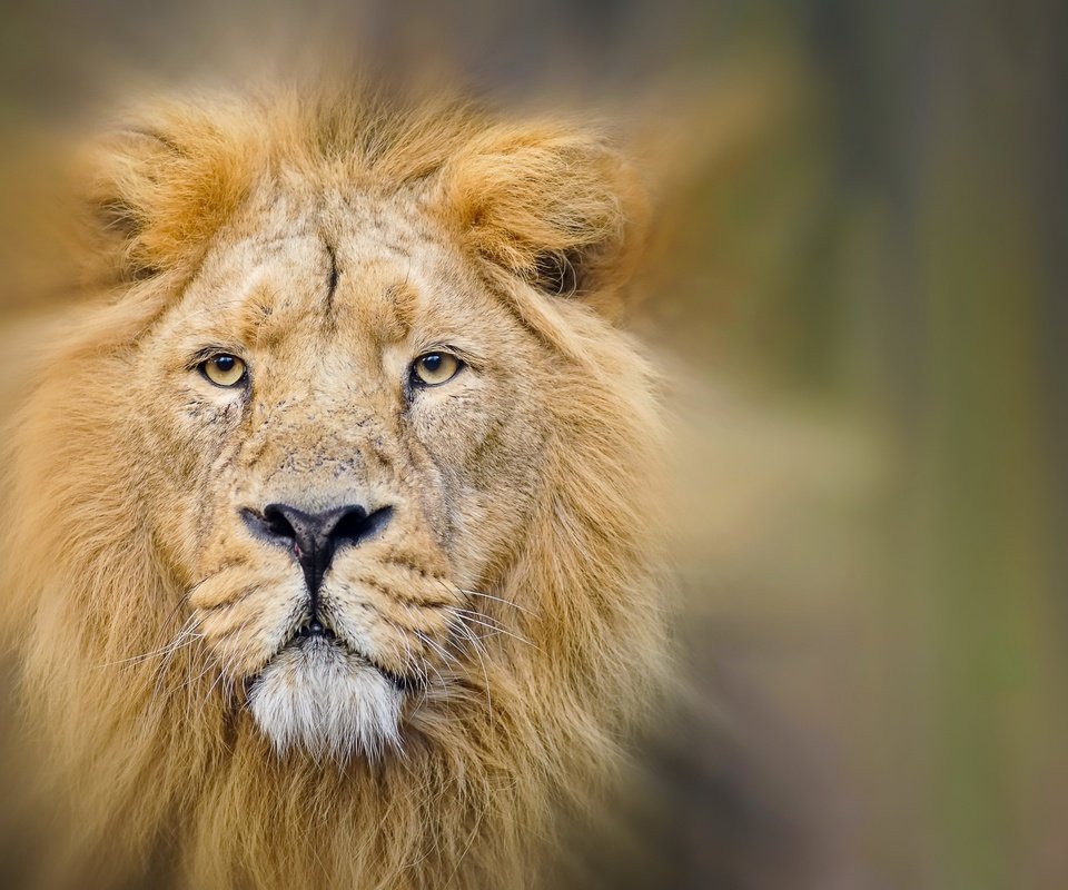 Обои природа, лев, зверь, nature, leo, beast разрешение 2560x1709 Загрузить