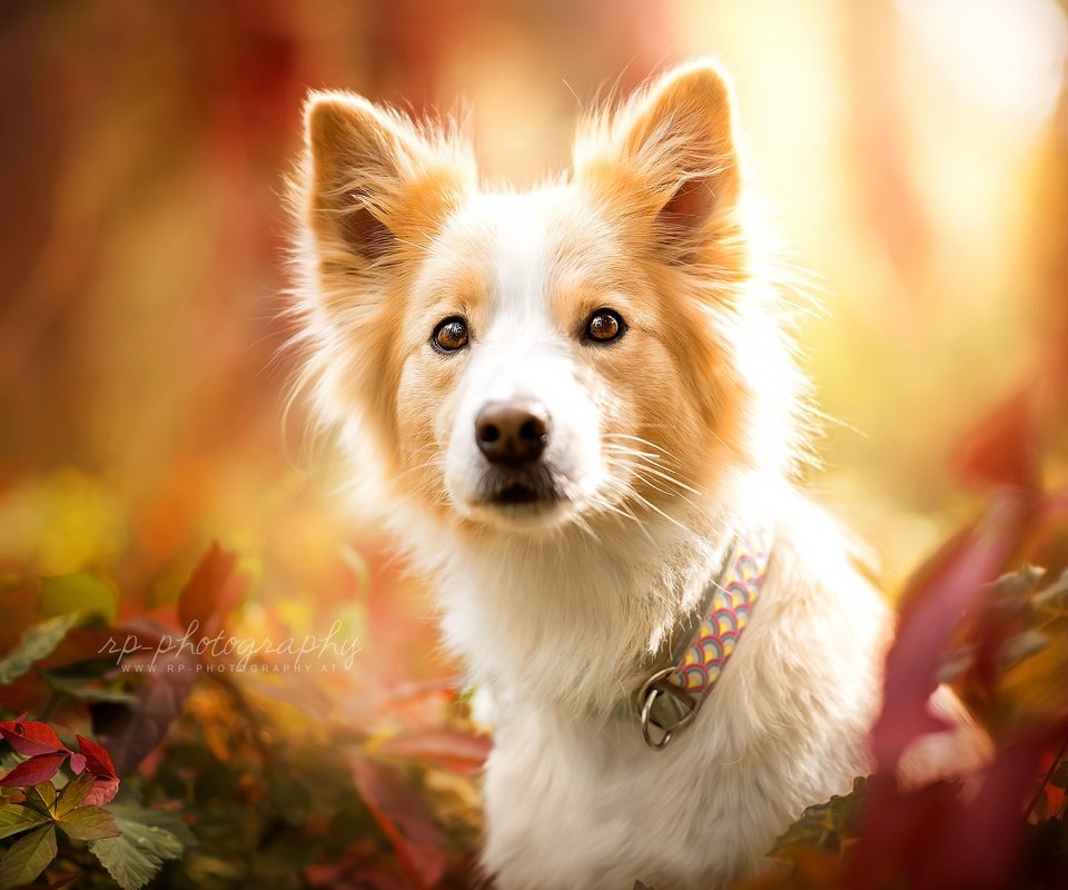 Обои природа, взгляд, осень, собака, животное, ошейник, пес, nature, look, autumn, dog, animal, collar разрешение 2048x1333 Загрузить