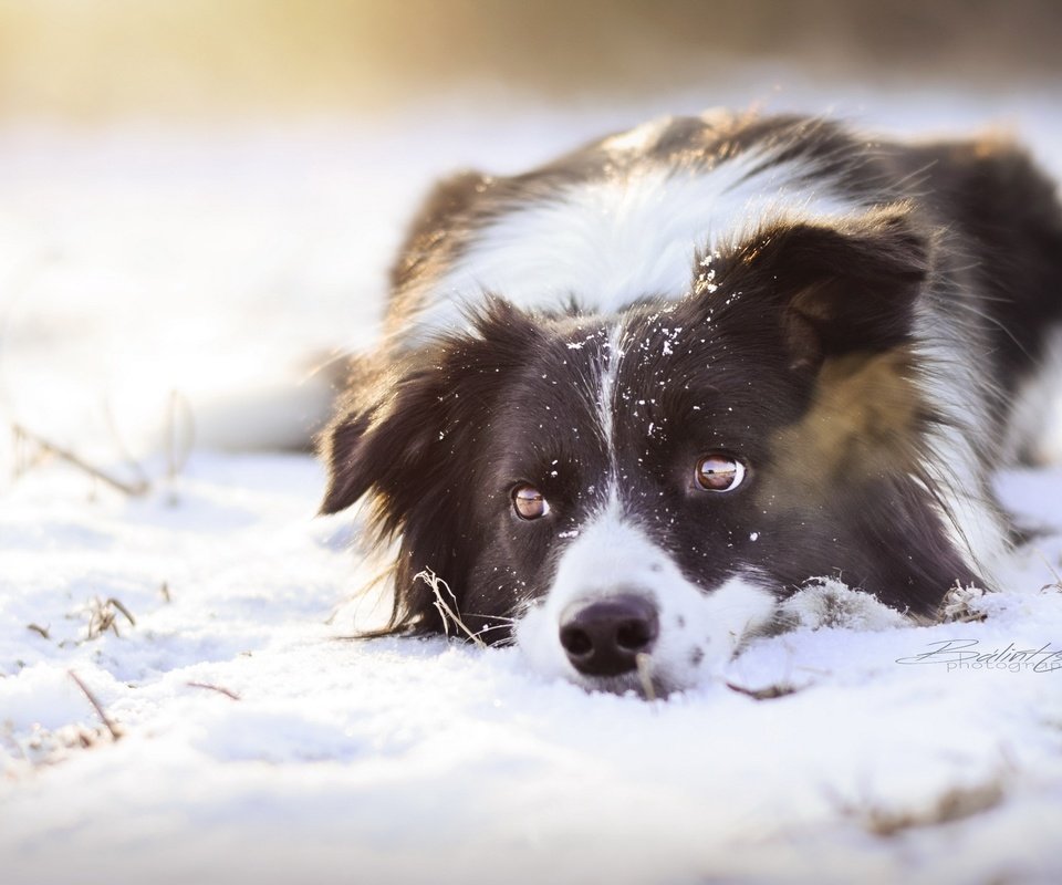 Обои снег, взгляд, собака, snow, look, dog разрешение 2560x1552 Загрузить