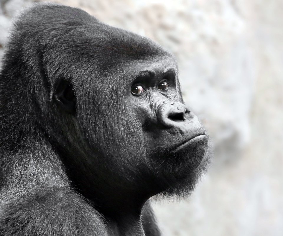 Обои взгляд, обезьяна, горилла, примат, look, monkey, gorilla, the primacy of разрешение 2048x1270 Загрузить