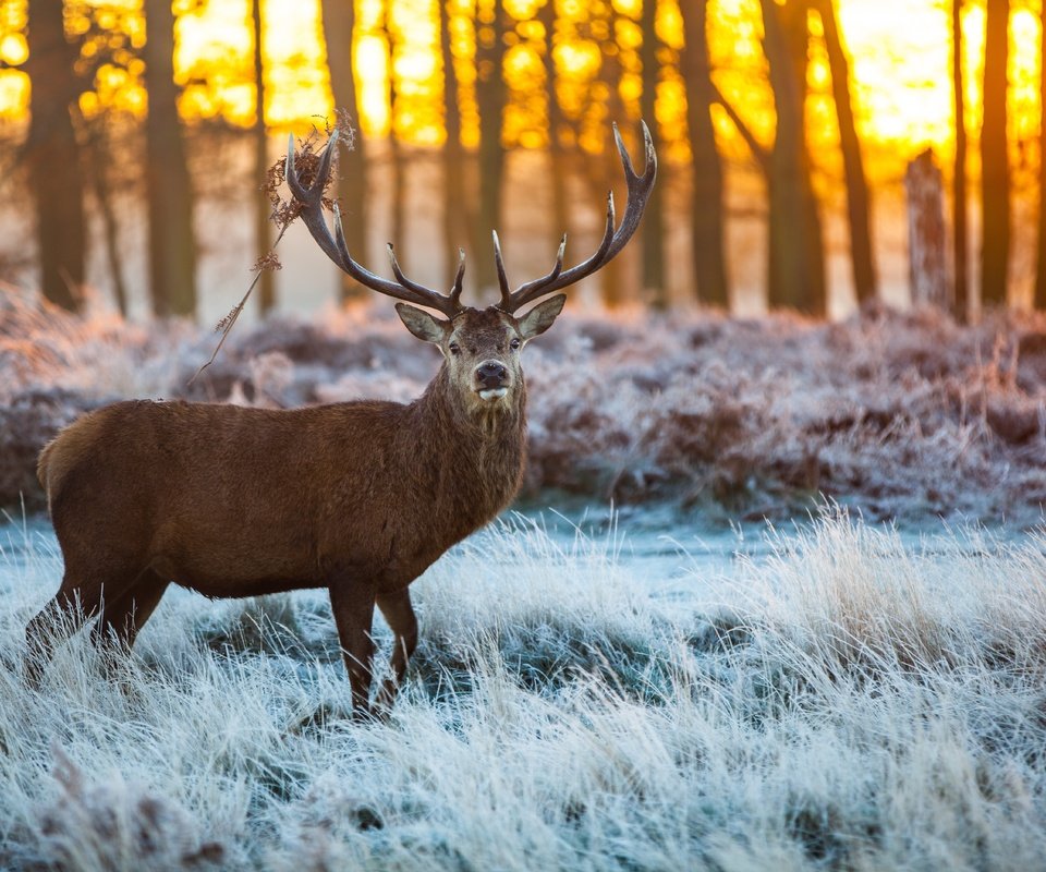 Обои снег, лес, олень, лёд, рога, сохатый, snow, forest, deer, ice, horns, elk разрешение 5616x3744 Загрузить