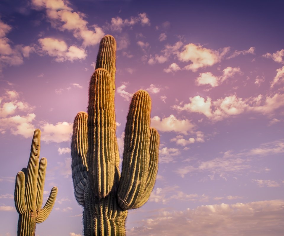 Обои небо, облака, растения, пустыня, завод, кактус, неба, десерд, the sky, clouds, plants, desert, plant, cactus, sky разрешение 4928x3264 Загрузить