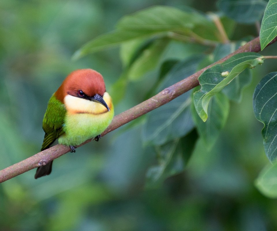 Обои ветка, листва, птица, щурка, пчелоед, золотистая щурка, branch, foliage, bird, schurka, peeled, european bee-eater разрешение 2048x1365 Загрузить