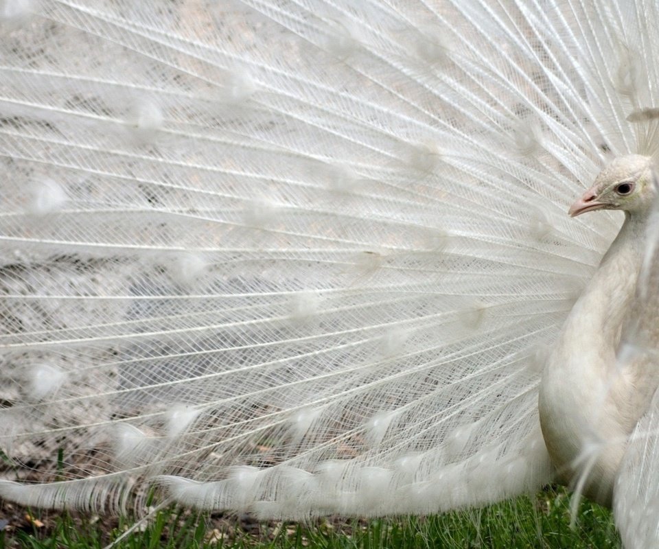 Обои белый, птица, павлин, перья, хвост, white, bird, peacock, feathers, tail разрешение 1920x1080 Загрузить