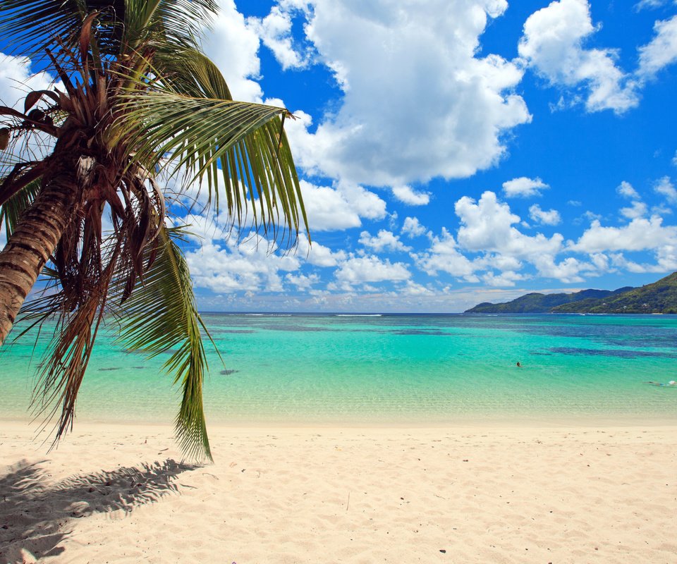 Обои море, пляж, пальма, отдых, тропики, sea, beach, palma, stay, tropics разрешение 5616x3159 Загрузить