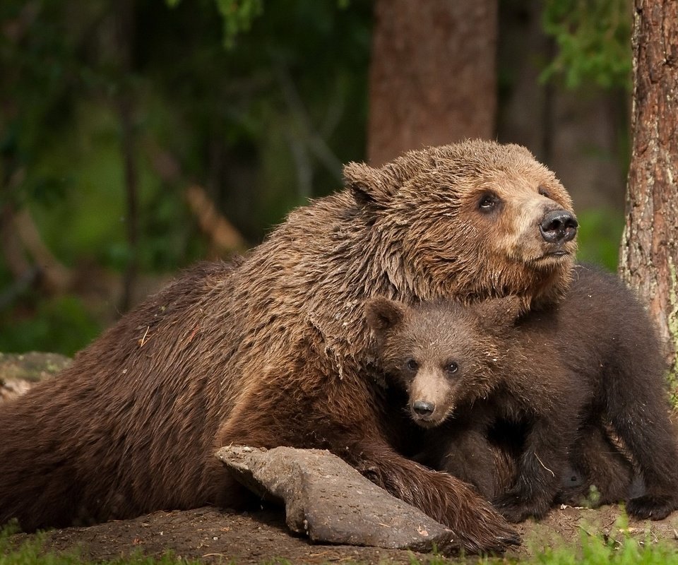 Обои природа, медведь, животное, медведи, медвежонок, живая природа, nature, bear, animal, bears, wildlife разрешение 1920x1200 Загрузить