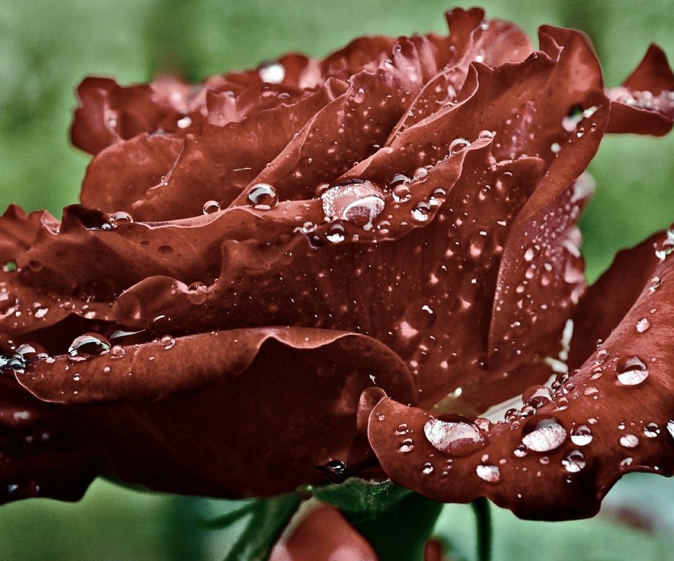 Обои вода, макро, роса, капли, роза, лепестки, красная, water, macro, rosa, drops, rose, petals, red разрешение 1920x1080 Загрузить