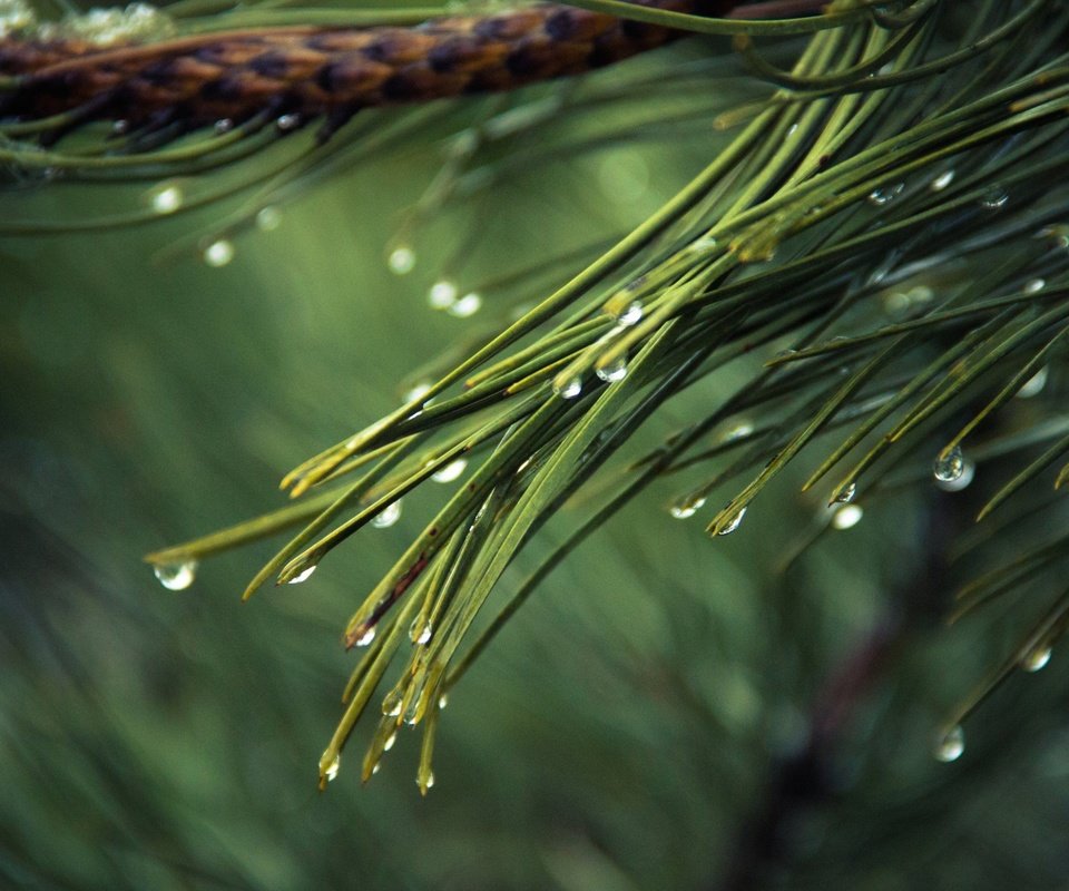 Обои вода, дождь, ветка, иголки, природа, хвоя, макро, роса, капли, ель, water, rain, branch, nature, needles, macro, rosa, drops, spruce разрешение 2880x1800 Загрузить