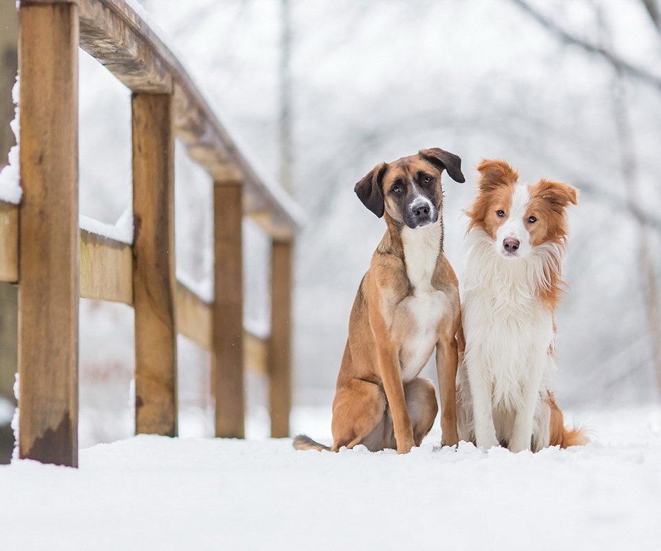 Обои снег, зима, животные, мост, друзья, собаки, snow, winter, animals, bridge, friends, dogs разрешение 1920x1160 Загрузить