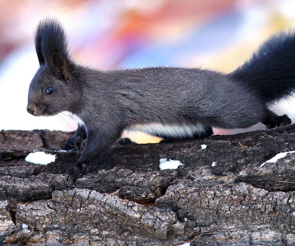 Обои дерево, животные, ствол, уши, белка, кора, хвост, tree, animals, trunk, ears, protein, bark, tail разрешение 1920x1080 Загрузить