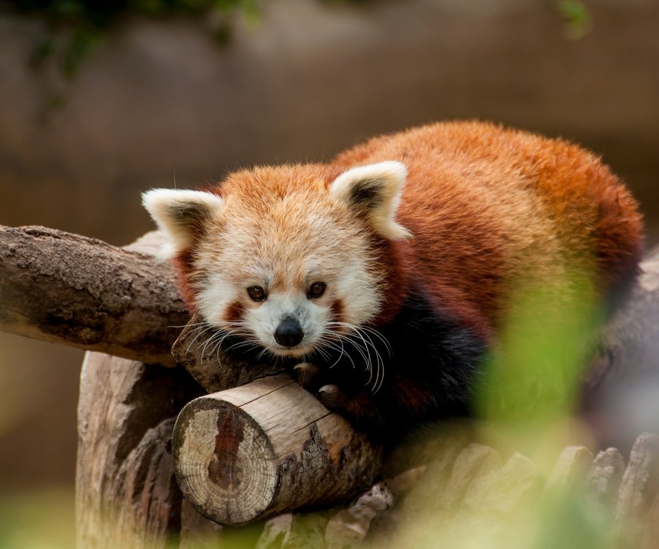 Обои животные, красная панда, зоопарк, малая панда, animals, red panda, zoo разрешение 4288x2848 Загрузить