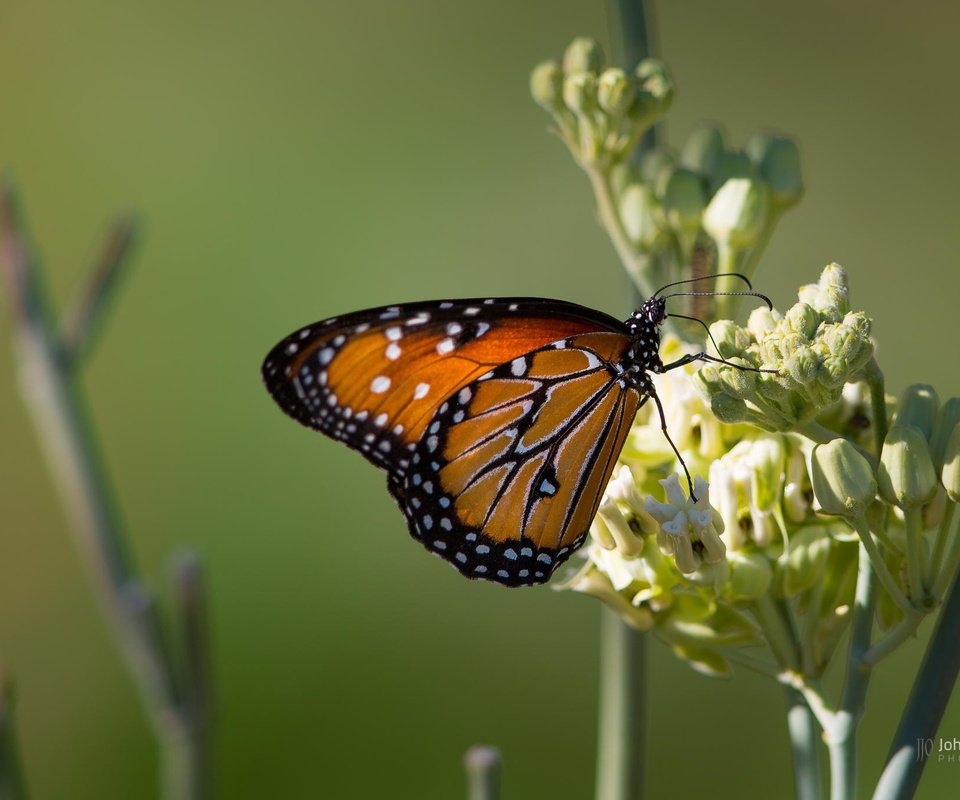 Обои цветок, бабочка, крылья, насекомые, john j oleary, flower, butterfly, wings, insects разрешение 2048x1365 Загрузить