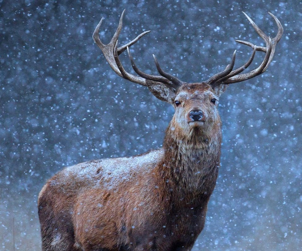 Обои снег, природа, олень, зима, взгляд, рога, snow, nature, deer, winter, look, horns разрешение 1920x1080 Загрузить