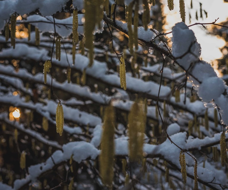 Обои снег, природа, дерево, зима, ветки, snow, nature, tree, winter, branches разрешение 6016x4016 Загрузить