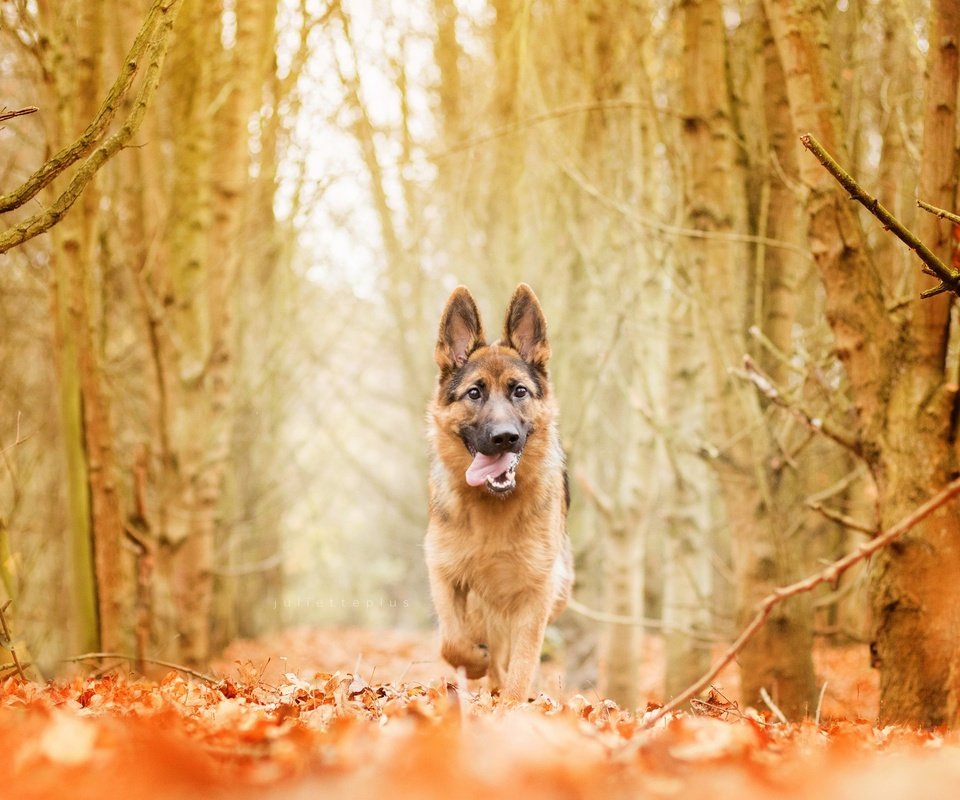 Обои природа, лес, осень, собака, немецкая овчарка, nature, forest, autumn, dog, german shepherd разрешение 2560x1707 Загрузить
