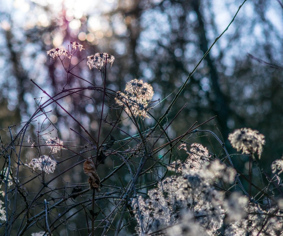 Обои природа, растения, лес, зима, боке, nature, plants, forest, winter, bokeh разрешение 6000x4000 Загрузить