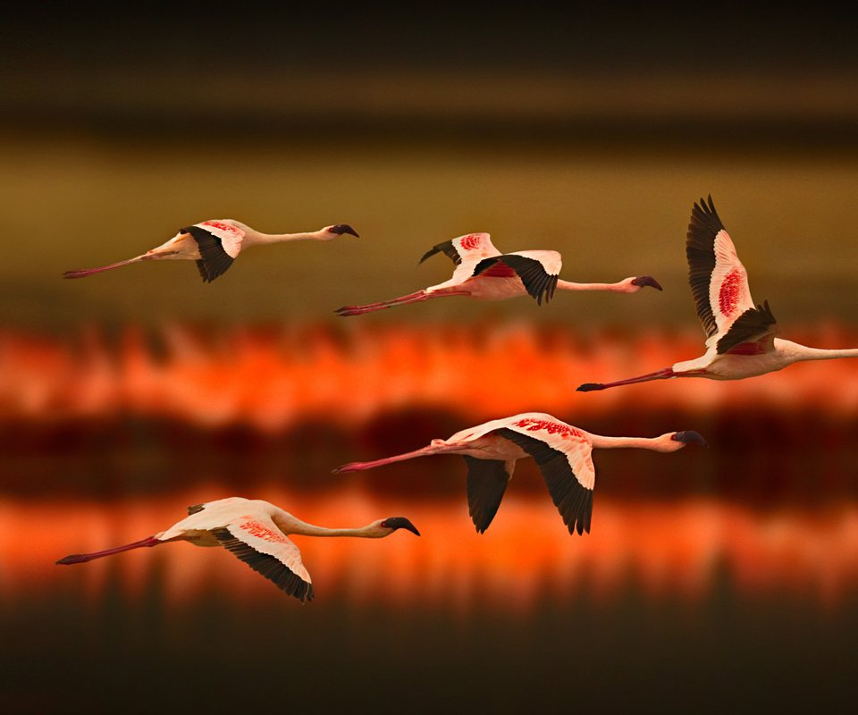 Обои озеро, полет, фламинго, птицы, lake, flight, flamingo, birds разрешение 1920x1080 Загрузить