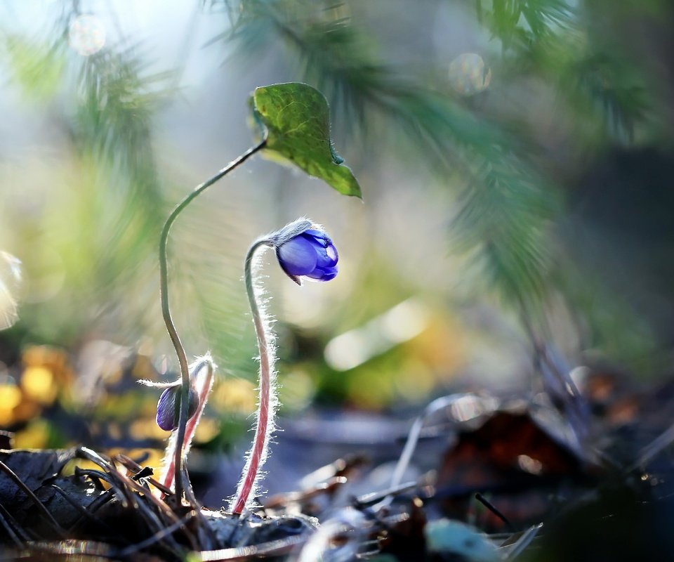 Обои цветы, растения, синие цветы, raimondas kairys, flowers, plants, blue flowers разрешение 2560x1710 Загрузить