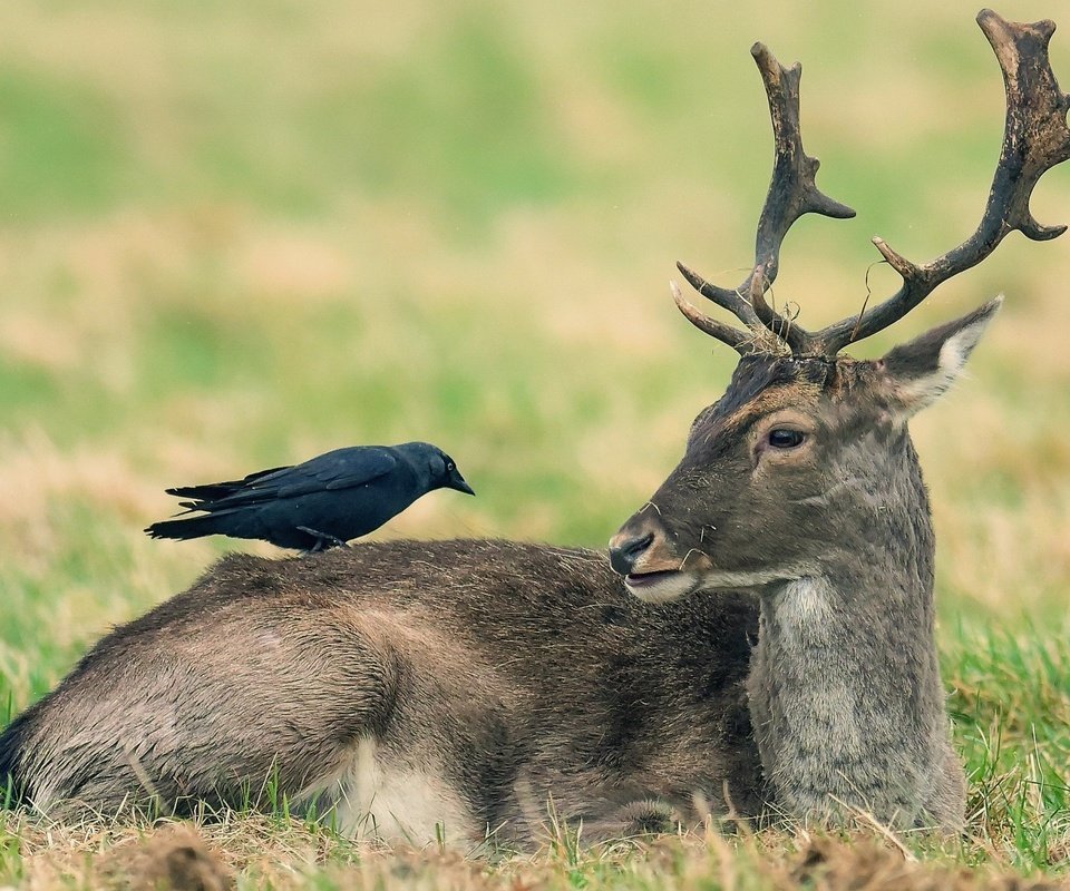 Обои природа, олень, животные, птица, ворона, nature, deer, animals, bird, crow разрешение 2046x1387 Загрузить