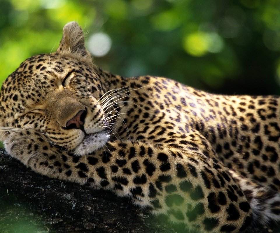 Обои животные, леопард, дикие кошки, спящий леопард, animals, leopard, wild cats, sleeping leopard разрешение 1920x1080 Загрузить