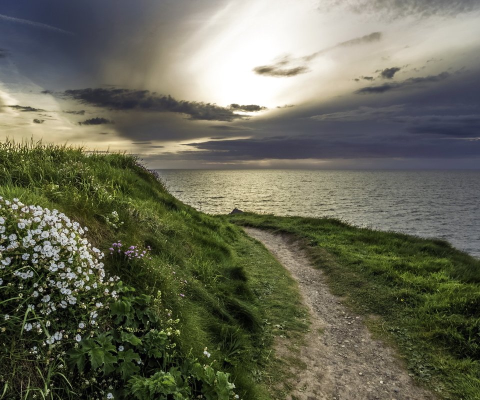 Обои цветы, трава, природа, берег, море, тропа, flowers, grass, nature, shore, sea, trail разрешение 2560x1440 Загрузить