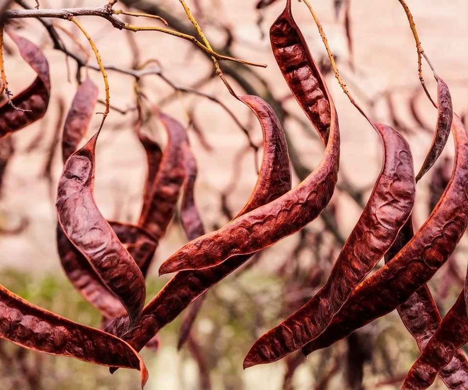 Обои танец, растение, fruits, фасоль, стручки, carob tree, dance, plant, beans, pods разрешение 2048x1331 Загрузить