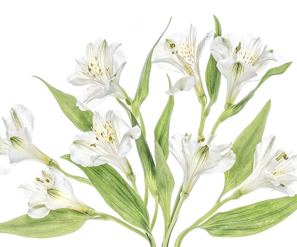 Обои цветы, макро, белая, альстромерия, flowers, macro, white, alstroemeria разрешение 2048x1365 Загрузить