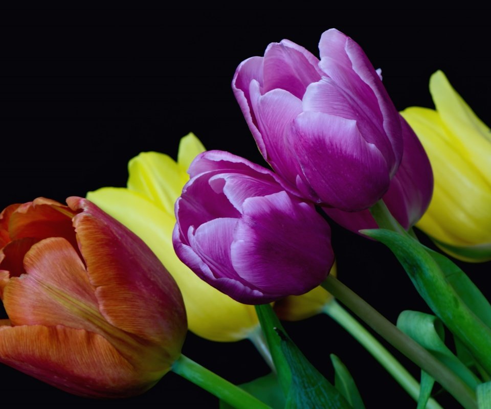 Обои цветы, бутоны, фон, разноцветные, тюльпаны, flowers, buds, background, colorful, tulips разрешение 3600x2286 Загрузить