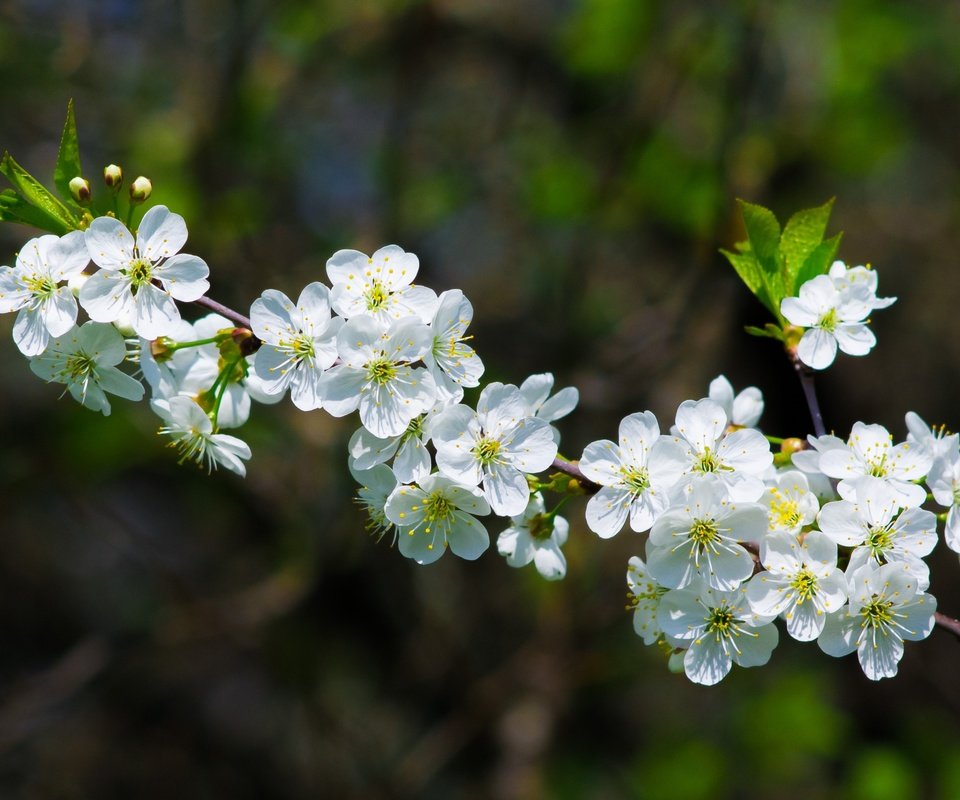 Обои ветка, цветение, весна, вишня, branch, flowering, spring, cherry разрешение 2400x1600 Загрузить