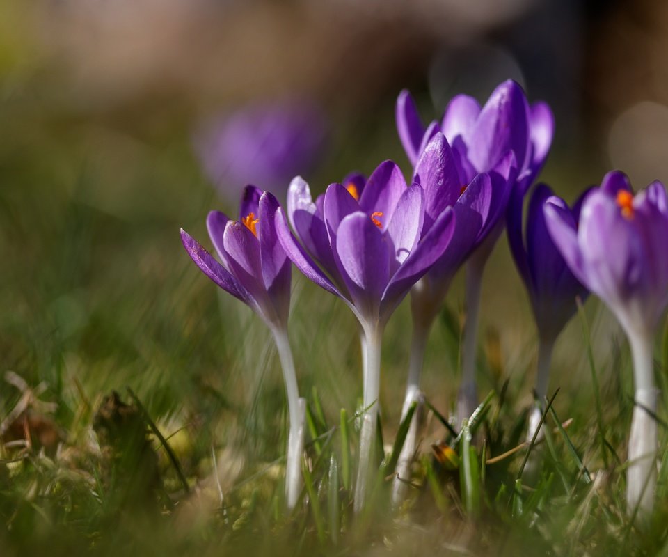 Обои цветы, трава, весна, крокусы, шафран, flowers, grass, spring, crocuses, saffron разрешение 6000x3798 Загрузить