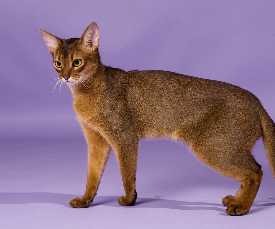 Обои кошка, порода, грация, абиссинская кошка, cat, breed, grace, abyssinian cat разрешение 1920x1246 Загрузить