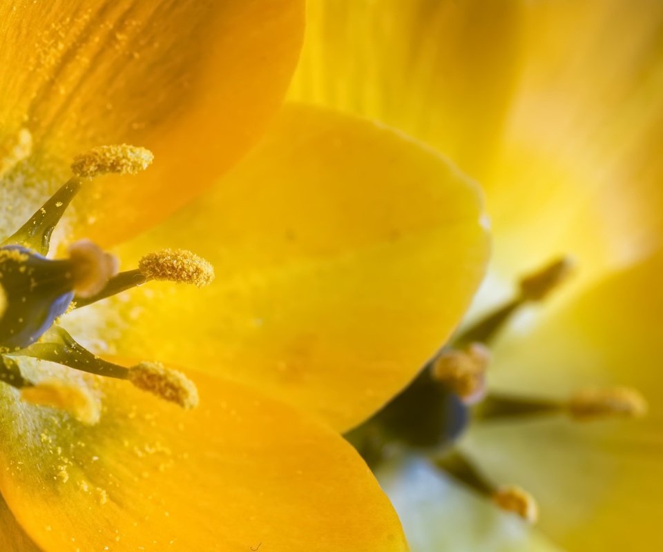 Обои желтый, макро, фон, цветок, лепестки, yellow, macro, background, flower, petals разрешение 2048x1365 Загрузить